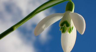 Картинка по теме - как нарисовать подснежник