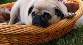Картинка по теме - как выбрать щенка мопса