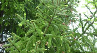 Картинка по теме - как пересадить елки