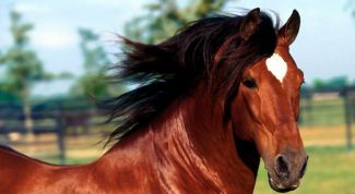 Картинка по теме - как тренировать лошадь