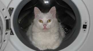 Картинка по теме - как избавиться от шерсти кошки