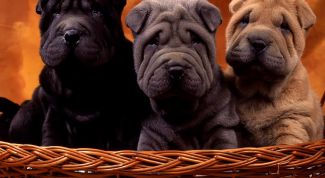 Картинка по теме - как воспитывать шарпея