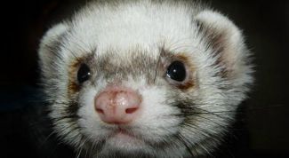 Картинка по теме - как купать хорька