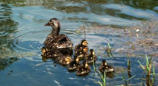 Картинка по теме - как поймать дикую утку