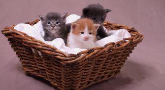 Картинка по теме - как приучить кошку к домику