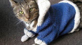 Картинка по теме - как завязать попону