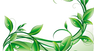 Картинка по теме - как сделать растровое изображение векторным