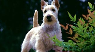 Картинка по теме - как воспитать щенка терьера