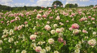 Картинка по теме - как посеять клевер