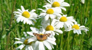 Картинка по теме - как лечить пиодермию