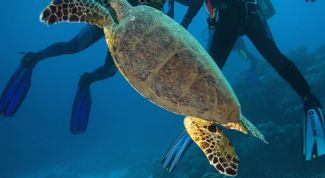 Картинка по теме - как купать сухопутную черепаху