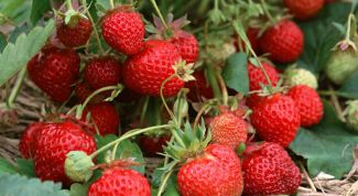 Картинка по теме - как вырастить рассаду клубники с семян