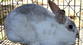 Картинка по теме - как перевозить кроликов