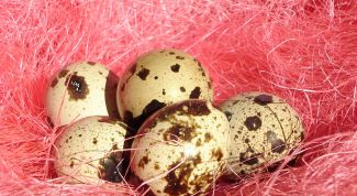 Картинка по теме - как чистить перепелиные яйца