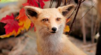 Картинка по теме - как нарисовать лисицу