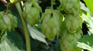 Картинка по теме - как пить шишки хмеля и от чего