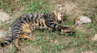 Картинка по теме - как выгнать мышей