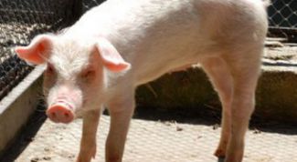 Картинка по теме - как кормить маленького поросенка