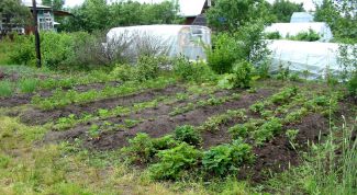 Картинка по теме - как устроить грядки