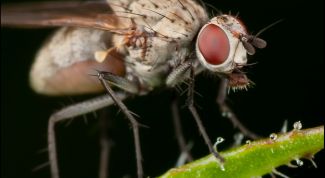 Картинка по теме - как вывести мушек