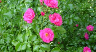 Картинка по теме - как выращивать шиповник