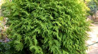 Картинка по теме - как вырастить тую из отростка