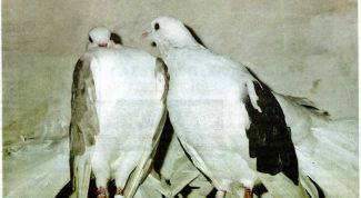 Картинка по теме - как отвадить голубей