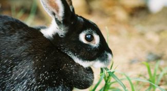 Картинка по теме - как назвать декоративного кролика