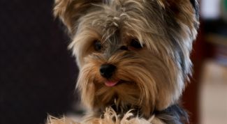 Картинка по теме - как научить йорка командам