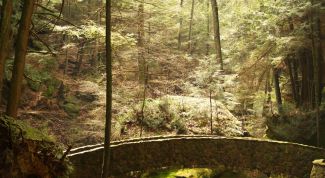 Картинка по теме - как отдохнуть в лесу