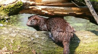 Картинка по теме - как поймать норку