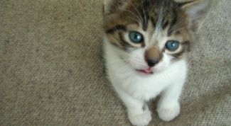 Картинка по теме - как лечить котенка от поноса