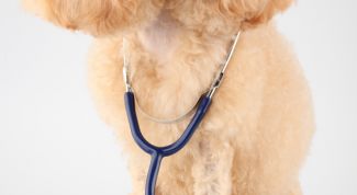 Картинка по теме - как остановить кровотечение у собаки