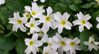 Картинка по теме - как принимать лапчатку белую