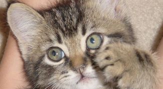 Картинка по теме - как отучить котенка кусать руки