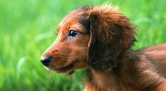 Картинка по теме - как научить таксу командам