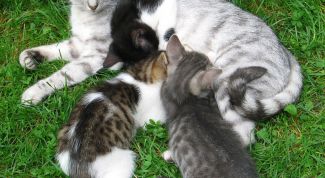 Картинка по теме - как определить, беременна ли кошка