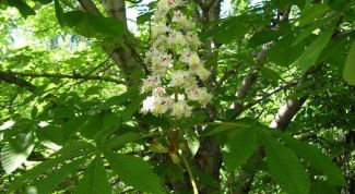 Картинка по теме - как прорастить каштан