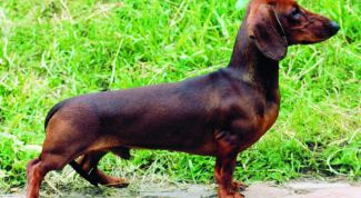 Картинка по теме - как назвать собаку таксу