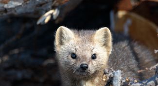 Картинка по теме - как поймать соболя