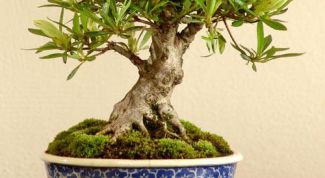 Картинка по теме - как сделать дерево бонсай