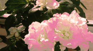 Картинка по теме - как поливать азалию