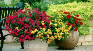 Картинка по теме - как вырастить герань из семян