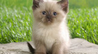 Картинка по теме - как перевести котенка на сухой корм