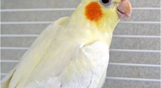 Картинка по теме - как узнать пол попугая корелла
