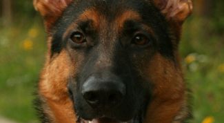 Картинка по теме - как назвать щенка овчарки