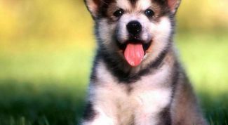 Картинка по теме - как назвать щенка лайки