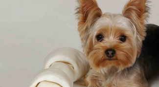 Картинка по теме - как принять роды у йорка