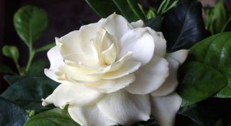 Картинка по теме - как пересадить гардению