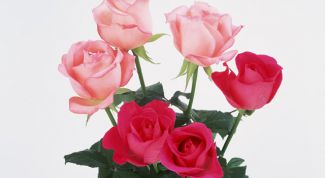 Картинка по теме - как обрезать комнатные розы